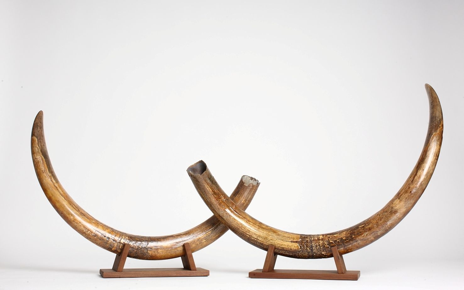 Natural vs Restored Mammoth Tusks