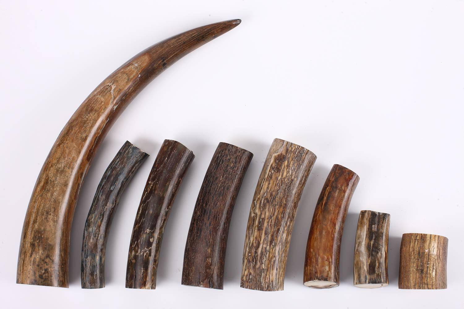 What is Mammoth Ivory?