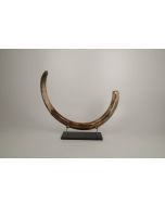 Restored woolly mammoth tusk