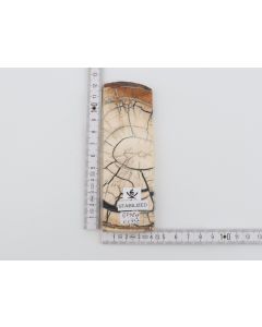 Single stabilized mammoth ivory piece