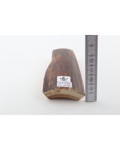 Brown mammoth bark