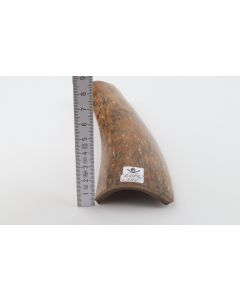 Brown-caramel mammoth bark