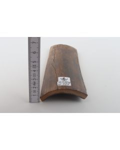 Brown mammoth bark