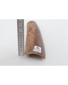 Brown mammoth bark