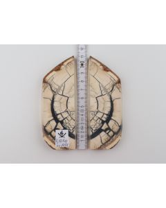 Stabilised mammoth ivory scales