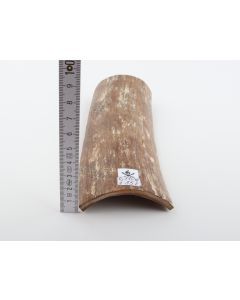 Brown-mustard mammoth bark