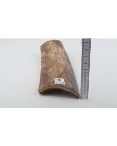 Beige mammoth bark