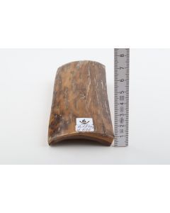 Mustard-brown mammoth bark
