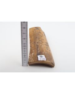 Beige mammoth bark
