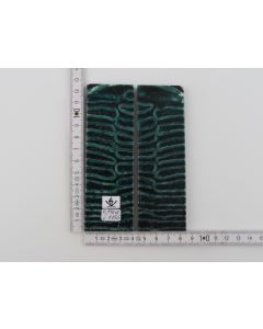Stabilized mammoth molar scales