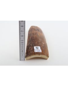 Caramel-brown mammoth bark