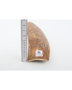 Caramel mammoth bark