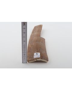 Caramel mammoth bark