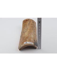Beige mammoth bark