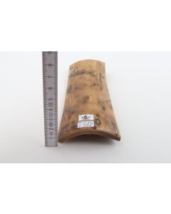 Beige mammoth bark
