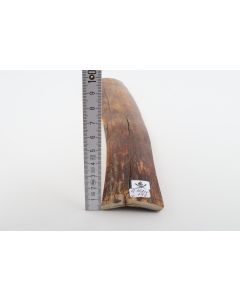 Caramel-brown mammoth bark