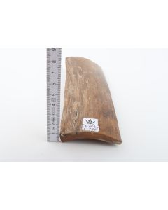 Beige mammoth bark