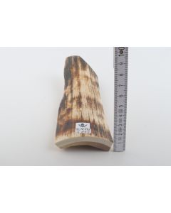 White-brown mammoth bark