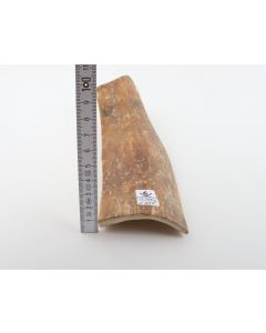 Caramel mammoth bark