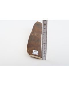 Brown mammoth bark