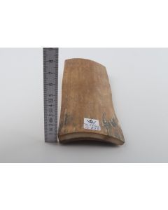 Beige mammoth bark 