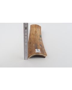 Beige mammoth bark