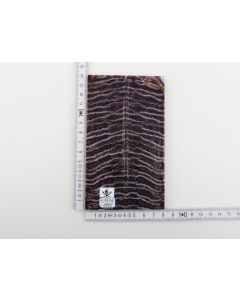 Stabilized mammoth molar scales