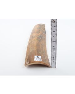 Beige mammoth bark