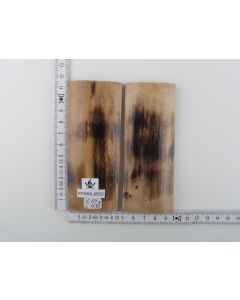 Stabilized mammoth bark scales