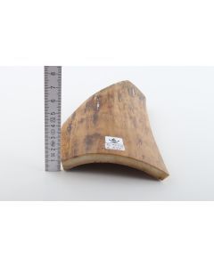 Beige mammoth bark