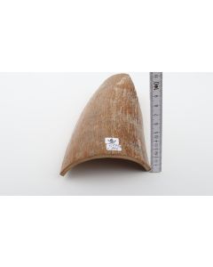 Brown-caramel mammoth bark