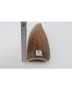 Brown-caramel mammoth bark