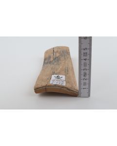 Beige-grey mammoth bark