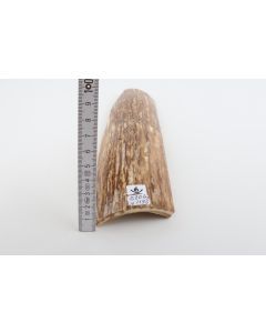 Beige mammoth bark