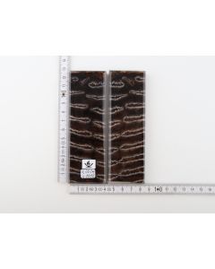 Stabilised mammoth molar scales