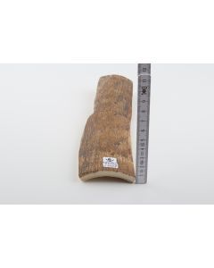 Beige-yellow mammoth bark