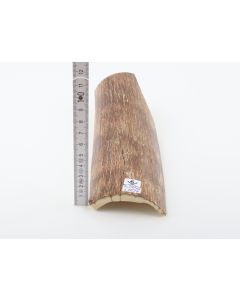 Brown mammoth bark