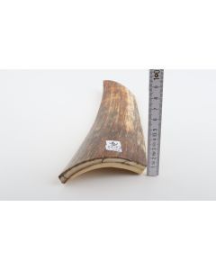Brown-orange mammoth bark