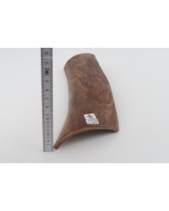 Brown mammoth bark