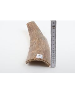 Beige mammoth bark