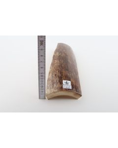 Brown mammoth bark