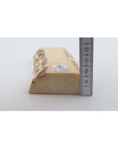White mammoth ivory segment