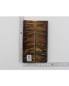 Stabilised mammoth molar scales