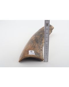 Beige-black mammoth bark