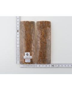 Stabilised mammoth bark scales
