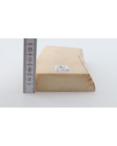 White mammoth ivory segment