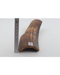 Brown mammoth bark