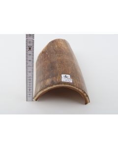 Beige mammoth bark