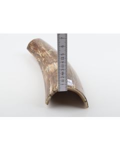 Beige-brown mammoth bark