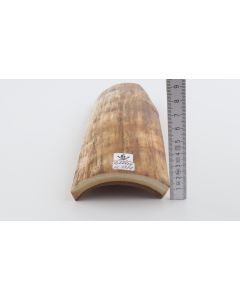 Beige-yellow mammoth bark